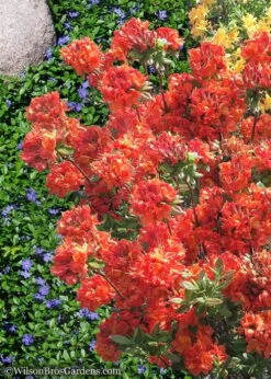 Mary Poppins Azalea (Rhododendron) - 5 Gallon Pot -Garden Care Native Azalea Mary Poppins 6