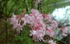 Pink Alabama Native Azalea - Rhododendron - 3 Gallon Pot -Garden Care Native Azalea Pink Alabamense 3