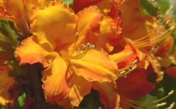 Solar Glow Sunbow Azalea - 2 Gallon Pot -Garden Care Native Azalea Solar Glow 2