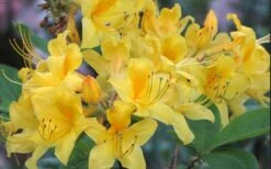 Sunny Side Up Aromi Azalea (Rhododendron Hybrid) - 3 Gallon Pot -Garden Care Native Azalea Sunny Side Up 5