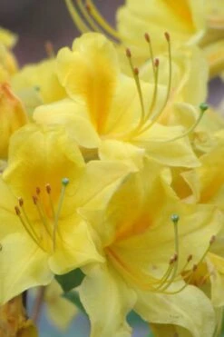 Sunny Side Up Aromi Azalea (Rhododendron Hybrid) - 3 Gallon Pot -Garden Care Native Azalea Sunny Side Up 6