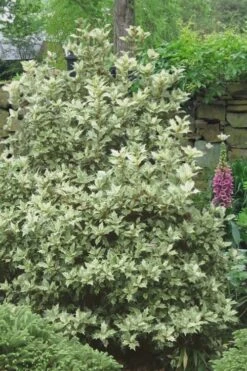 Goshiki Osmanthus (Variegated False Holly) - 5 Gallon Pot -Garden Care Osmanthus Goshiki 20
