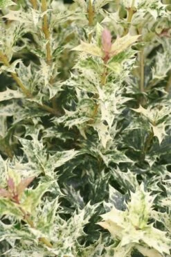 Goshiki Osmanthus (Variegated False Holly) - 5 Gallon Pot -Garden Care Osmanthus Goshiki 21