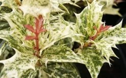 Goshiki Osmanthus (Variegated False Holly) - 5 Gallon Pot -Garden Care Osmanthus Goshiki Foliage Closeup 2