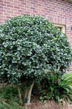 San Jose Fortune's Tea Olive Osmanthus - 3 Gallon Pot 9 San Jose Fortune's Tea Olive Osmanthus - 3 Gallon Pot -Garden Care Osmanthus San Jose Tea Olive 2