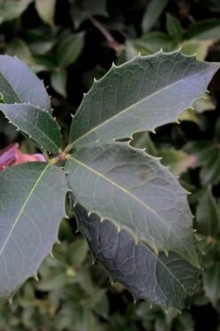 San Jose Fortune's Tea Olive Osmanthus - 3 Gallon Pot 10 San Jose Fortune's Tea Olive Osmanthus - 3 Gallon Pot -Garden Care Osmanthus San Jose Tea Olive 3