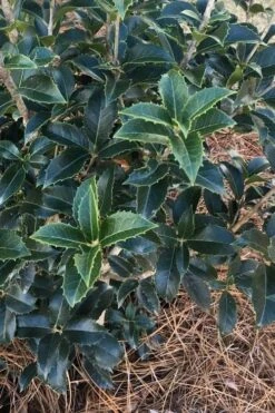 San Jose Fortune's Tea Olive Osmanthus - 3 Gallon Pot 11 San Jose Fortune's Tea Olive Osmanthus - 3 Gallon Pot -Garden Care Osmanthus San Jose Tea Olive 4