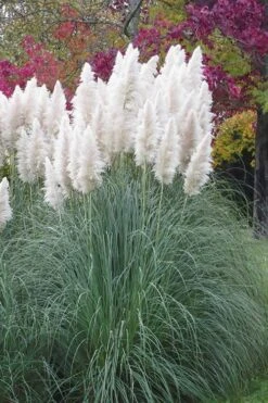 White Pampas Grass - 3 Gallon Pot -Garden Care Pampas Grass White 11