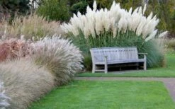 White Pampas Grass - 3 Gallon Pot -Garden Care Pampas Grass White 6
