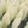 White Pampas Grass - 3 Gallon Pot