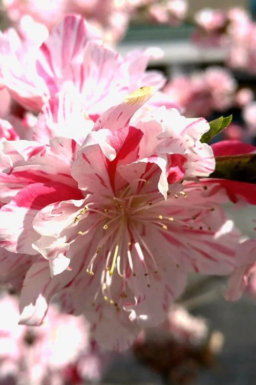 Peppermint Flowering Peach Tree - 2 Gallon Pot 6 Peppermint Flowering Peach Tree - 2 Gallon Pot - Image 6