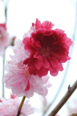 Peppermint Flowering Peach Tree - 2 Gallon Pot 10 Peppermint Flowering Peach Tree - 2 Gallon Pot -Garden Care Peach Flowering Peppermint 3