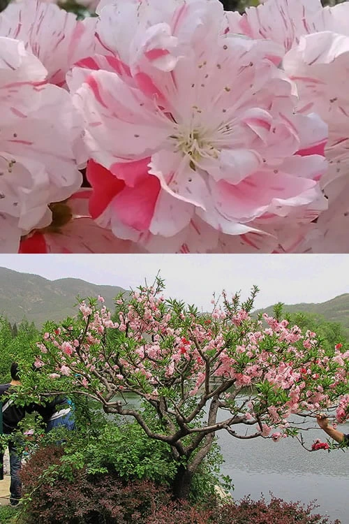 Peppermint Flowering Peach Tree - 2 Gallon Pot 7 Peppermint Flowering Peach Tree - 2 Gallon Pot - Image 7