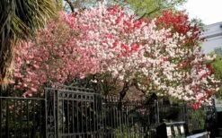 Peppermint Flowering Peach Tree - 2 Gallon Pot 11 Peppermint Flowering Peach Tree - 2 Gallon Pot -Garden Care Peach Peppermint 6
