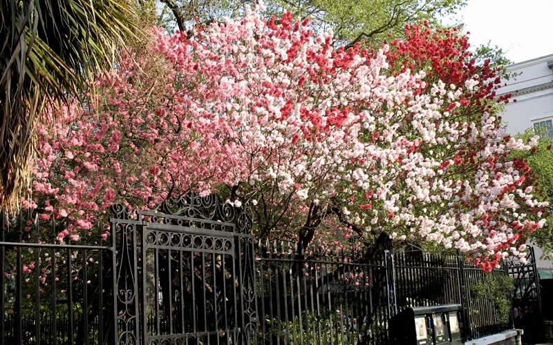 Peppermint Flowering Peach Tree - 2 Gallon Pot 5 Peppermint Flowering Peach Tree - 2 Gallon Pot - Image 5