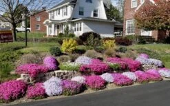 Drummond's Pink Creeping Phlox - 6 Pack Of 1 Gallon Pots 9 Drummond's Pink Creeping Phlox - 6 Pack Of 1 Gallon Pots -Garden Care Phlox Drummonds Pink 11