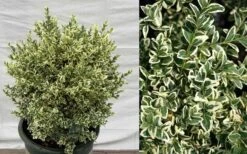 Dwarf Variegated Boxwood - 6 Pack Of 1 Gallon Pots -Garden Care Picture Boxwood Dwarf Variegated