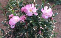 October Magic Orchid Camellia - 7 Gallon Pot -Garden Care Picture CamelliaOrchidOctoberMajic 2