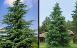 Deodar Cedar - 5 Gallon Pot (3-4') 14 Deodar Cedar - 5 Gallon Pot (3-4') -Garden Care Picture Cedar Deodara 1