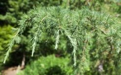 Deodar Cedar - 5 Gallon Pot (3-4') 13 Deodar Cedar - 5 Gallon Pot (3-4') -Garden Care Picture Cedar Deodara 2