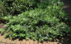 Creeping Japanese Plum Yew (Cephalotaxus Harringtonia 'Prostrata') - 6 Pack Of 1 Gallon Pots -Garden Care Picture Creeping Yew