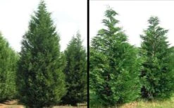 Leyland Cypress - 1 Gallon Pot -Garden Care Picture Cypress Leyland 1