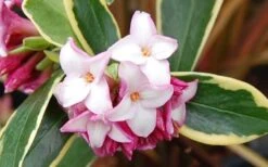 Variegated Pink Winter Daphne - 1 Gallon Pot -Garden Care Picture Daphne Variegated Pink Closeup