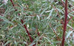 Angus Cold Hardy Eucalyptus Tree (Eucalyptus Nicholii) - 1 Gallon Pot 12 Angus Cold Hardy Eucalyptus Tree (Eucalyptus Nicholii) - 1 Gallon Pot -Garden Care Picture Eucalyptus Tree Anugus Willow Leaf Peppermint