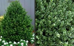 Pyramidal Compacta Japanese Holly - 3 Gallon Pot 8 Pyramidal Compacta Japanese Holly - 3 Gallon Pot -Garden Care Picture Holly Compacta Pyramidal 1