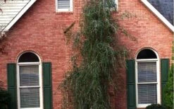 Weeping Yaupon Holly (Ilex Vomitoria 'Pendula') - 7 Gallon Pot (7-8') -Garden Care Picture Holly Weeping Yaupon 1