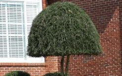 Weeping Yaupon Holly (Ilex Vomitoria 'Pendula') - 7 Gallon Pot (7-8') -Garden Care Picture Holly Weeping Yaupon