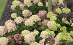 Little Lime Hydrangea - 3 Pack Of Quart Pots -Garden Care Picture Hydrangea Little Lime 2