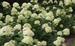 Little Lime Hydrangea - 3 Gallon Pot 11 Little Lime Hydrangea - 3 Gallon Pot -Garden Care Picture Hydrangea Little Lime 3 1