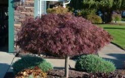 Crimson Queen Dwarf Japanese Maple (High Graft Tree Form) - 1 Gallon Pot -Garden Care Picture Japanese Maple Crimson Queen 1
