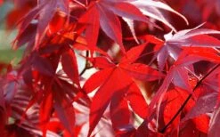 Fireglow Red Leaf Japanese Maple - 2 Gallon Pot -Garden Care Picture Japanese Maple Fireglow 2 1
