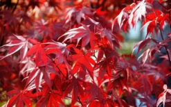 Fireglow Red Leaf Japanese Maple - 5 Gallon Pot (4.5-5.5') -Garden Care Picture Japanese Maple Fireglow 3