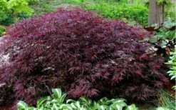 Red Dragon Dwarf Japanese Maple - 3 Gallon Pot -Garden Care Picture Japanese Maple Red Dragon
