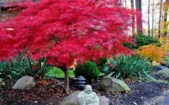 Red Dragon Dwarf Japanese Maple - 5 Gallon Pot -Garden Care Picture Japanese Maple Red Dragon 4 1