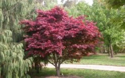 Red Japanese Maple - Acer Palmatum 'Atropurpureum' - 1 Gallon Pot -Garden Care Picture Japanese Maple Red Leaf