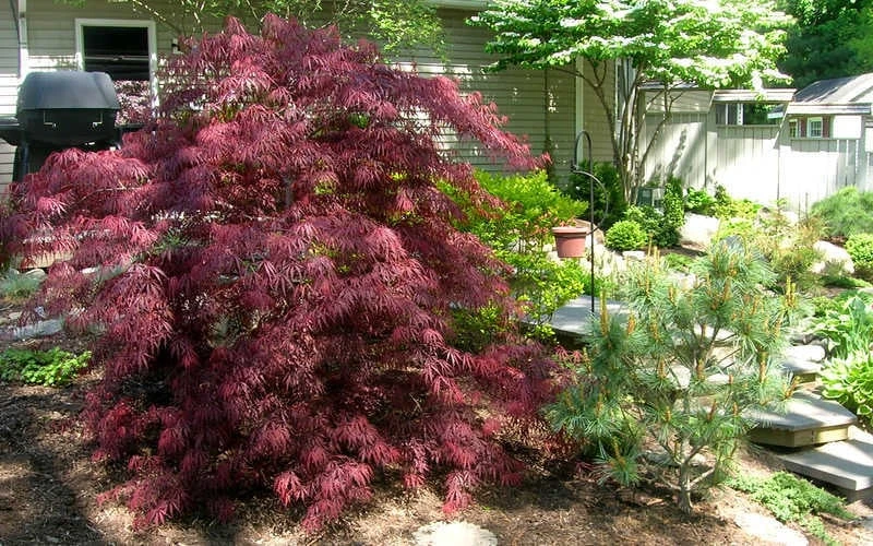 Tamukeyama Dwarf Red Japanese Maple - 2 Gallon Pot 4 Tamukeyama Dwarf Red Japanese Maple - 2 Gallon Pot - Image 4