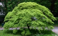 Viridis Dwarf Green Japanese Maple - 1 Gallon Pot -Garden Care Picture Japanese Maple Viridis