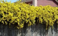 Carolina Yellow Jasmine (Jessamine) Gelsemium Sempervirens - 3 Gallon Pot -Garden Care Picture Jasmine Carolina On Fence
