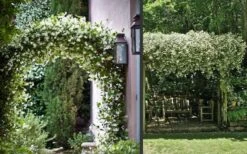 Madison Confederate Jasmine - 3 Gallon Pot 11 Madison Confederate Jasmine - 3 Gallon Pot -Garden Care Picture Jasmine Madison 3