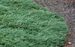 Blue Rug Juniper - 1 Gallon Pot -Garden Care Picture Juniper Blue Rug 3