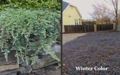 Blue Rug Juniper - 1 Gallon Pot -Garden Care Picture Juniper Blue Rug Winter Color