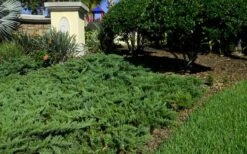 Parsons Juniper - Juniperus Davurica 'Parsonii' - 1 Gallon Pot -Garden Care Picture Juniper Parsons Border 2