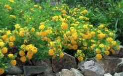 New Gold Hardy Lantana - 5 Pack Of Pint Pots -Garden Care Picture Lantana Trailing New Gold 2 1