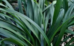 Big Blue Liriope (Lily Turf) - 1 Gallon Pot -Garden Care Picture Liriope Big Blue 7