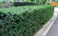 Emerald Snow Loropetalum (Chinese Fringeflower) - 1 Gallon Pot 15 Emerald Snow Loropetalum (Chinese Fringeflower) - 1 Gallon Pot -Garden Care Picture Loropetalum Emerald Snow Hedge