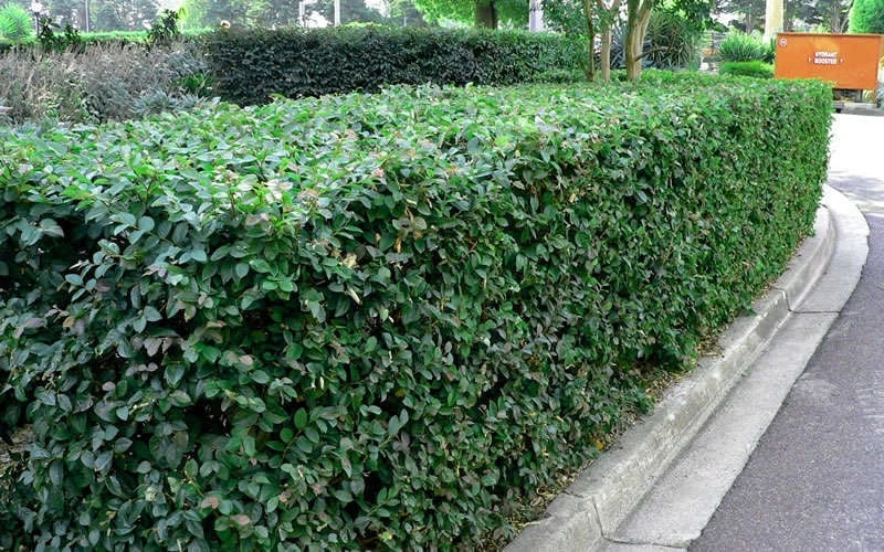 Emerald Snow Loropetalum (Chinese Fringeflower) - 1 Gallon Pot 7 Emerald Snow Loropetalum (Chinese Fringeflower) - 1 Gallon Pot - Image 7